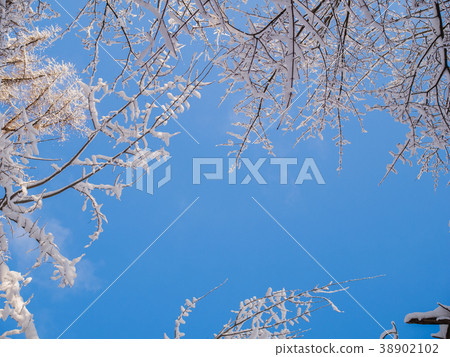 Picture from bottom of tops of winter trees and Picture from bottom of tops of winter trees and 38902102