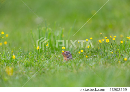 Ground Squirrel hiding 38902269