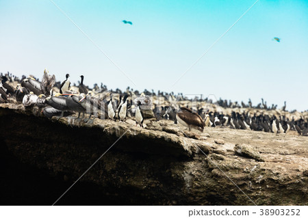 ballestas, islands, america 38903252