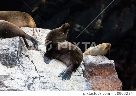 ballestas, islands, america 38903254