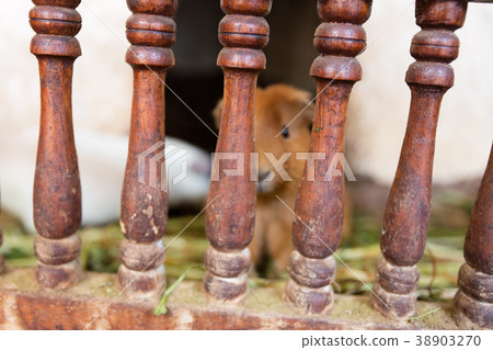 Guinea pig in captivity 38903270