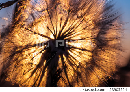 Dandelion closeup against sun and sky during the dawn 38903524