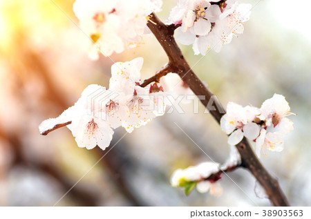 Flowers apricot tree in spring when fell out the last snow Flowers apricot tree in spring when fell out the last snow 38903563
