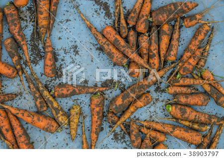 Dirty organic orange carrots closeup Dirty organic orange carrots closeup 38903797