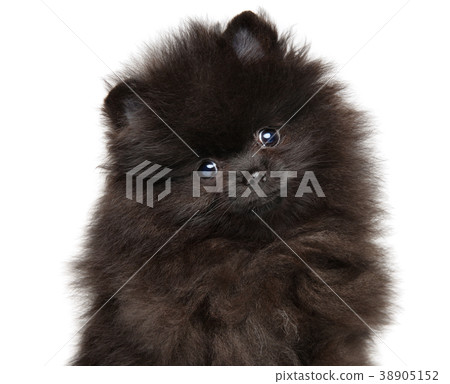 Tiny Zwerg Spitz on white background Tiny Zwerg Spitz on white background 38905152