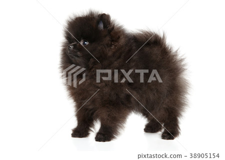 Zwerg Spitz puppy in stand on white background Zwerg Spitz puppy in stand on white background 38905154