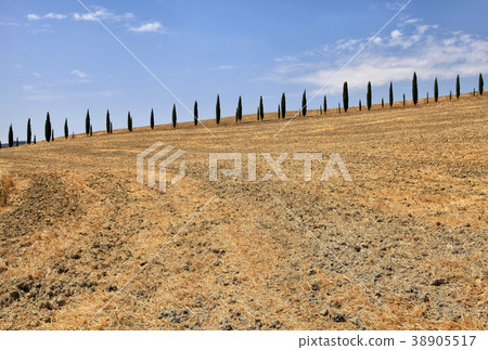 Italian cypress trees row and yellow field,Tuscany 38905517