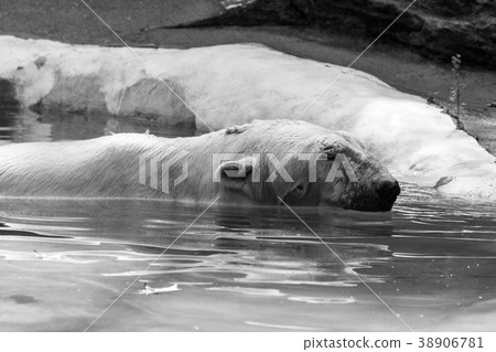 Polar bear in captivity 38906781