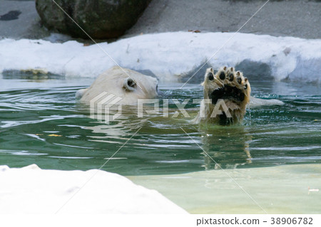 Paw of a polar bear Paw of a polar bear 38906782
