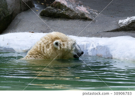 Polar bear in captivity Polar bear in captivity 38906783