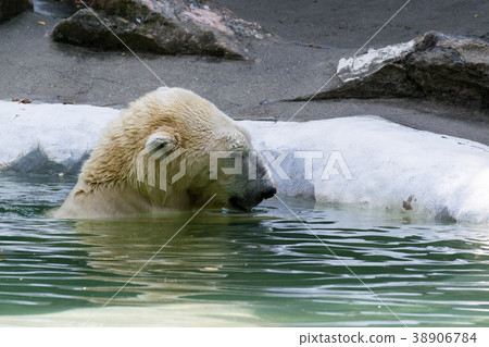 Polar bear in captivity Polar bear in captivity 38906784