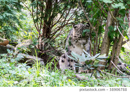 Snow leopard 38906788