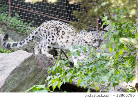Snow leopard in movement 38906790