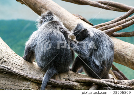 Silvery lutungs on a tree 38906809