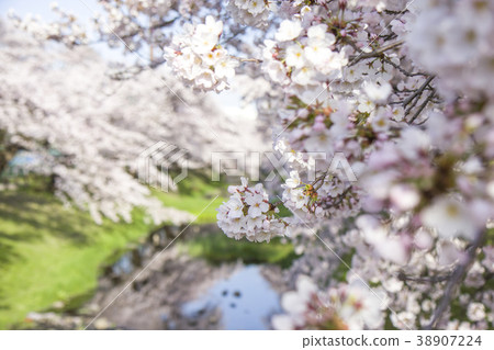 Spring scenery of spring and scenery of cherry blossoms along the river Spring scenery of spring and scenery of cherry blossoms along the river 38907224