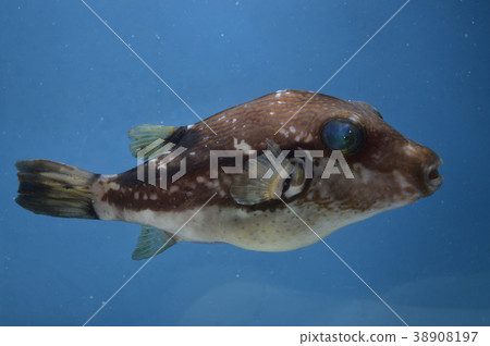 Fish Kitamakura 38908197