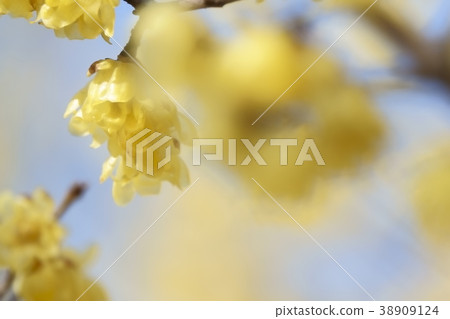 黃色芬芳的roby花 38909124