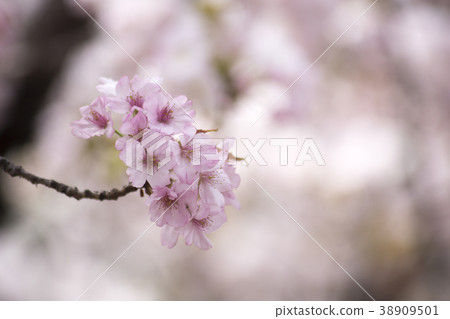 Double cherry blossoms Double cherry blossoms 38909501
