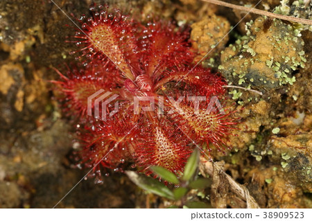 天然植物常見苔蘚和食肉植物的親屬。分佈更南 38909523