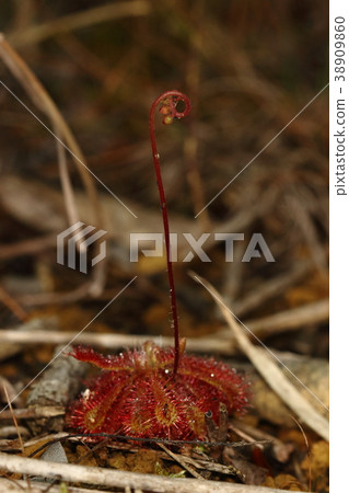 它是一種多年生植物，夏季有開花莖和小花。 38909860