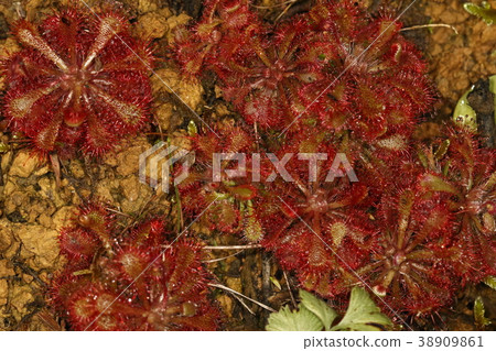 自然植物麻醉劑，山原的山脊。它擠在紅土的懸崖上 38909861