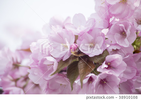 Double cherry blossoms 38910108