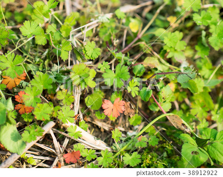 Leaflet plant 38912922