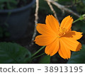 Yellow flowers are in the garden. 38913195