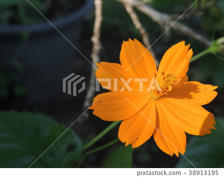 Yellow flowers are in the garden. Yellow flowers are in the garden. 38913195
