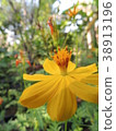 Yellow flowers are in the garden. 38913196