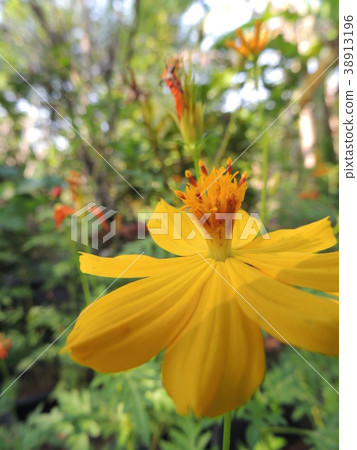 Yellow flowers are in the garden. Yellow flowers are in the garden. 38913196