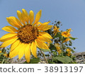 Yellow flowers are in the garden. 38913197