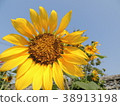 Yellow flowers are in the garden. 38913198