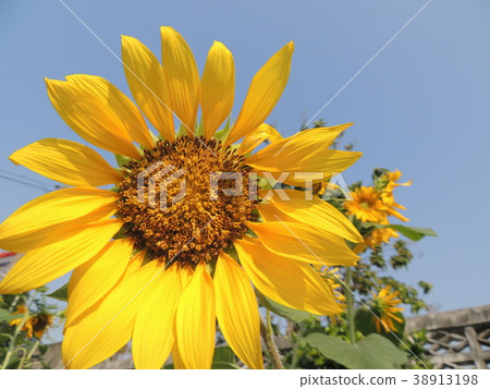 Yellow flowers are in the garden. 38913198