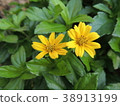 Yellow flowers are in the garden. 38913199