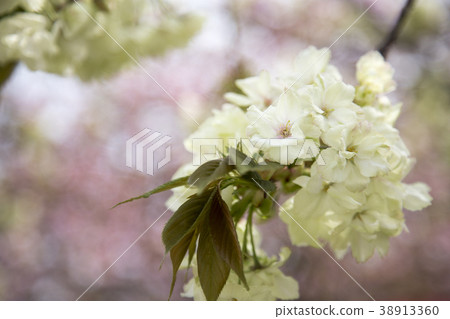 雙櫻花 雙櫻花 38913360