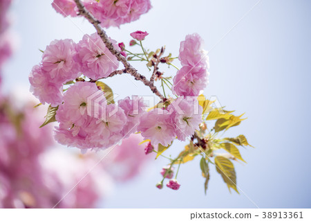 雙櫻花 雙櫻花 38913361