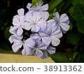 Purple flowers are in the garden. 38913362