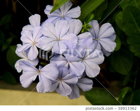 Purple flowers are in the garden. Purple flowers are in the garden. 38913362