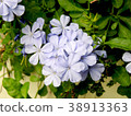 Purple flowers are in the garden. 38913363
