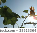 Yellow flowers are in the garden. 38913364