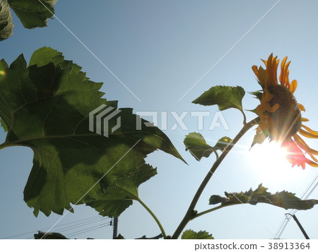 Yellow flowers are in the garden. Yellow flowers are in the garden. 38913364