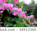 Pink flowers are in the garden. 38913366