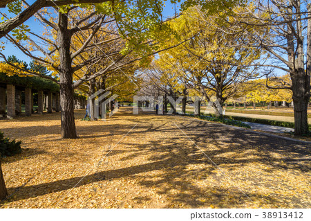 Two rows of ginkgo trees  38913412