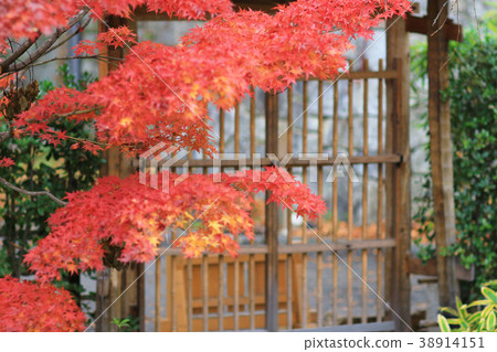 fall  at Japanese garden, Kitano  38914151