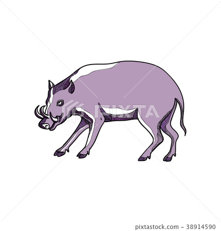 Babirusa or Deer Pig Drawing 38914590