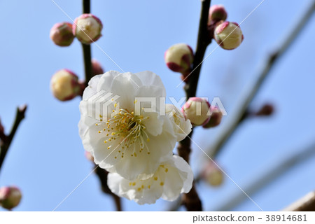 Ume (Yae Brown Blue) 38914681