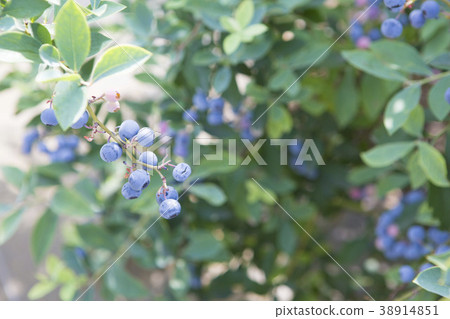 藍莓 38914851