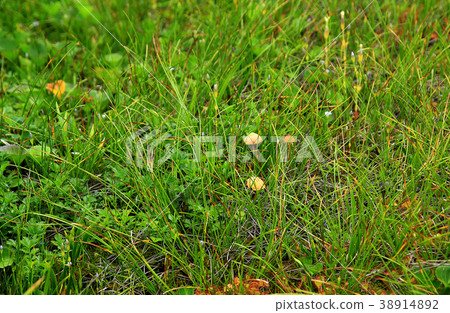 Tsugaike Nature Park Nagano Prefecture Tsugaike Nature Park Nagano Prefecture 38914892