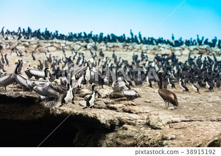bird, birds, america 38915192